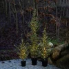 Sirius Arbre à LED Milas Cedar Tree en pot, pour l'extérieur^ Lumière De Noël